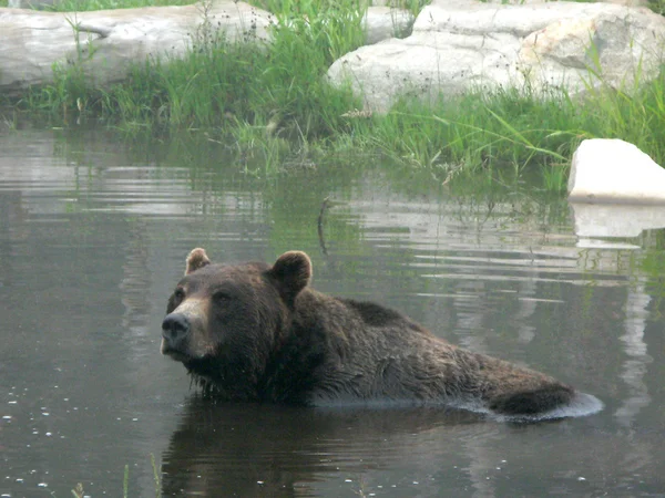 Grizzlybjörn livsmiljö - grouse mountain, vancouver, bc, Kanada — Stockfoto