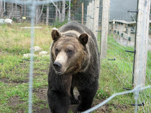 Grizzly Bear Habitat - Grouse Mountain, Vancouver, BC, Canadá — Foto de Stock