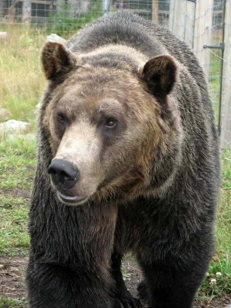 Habitat dell'orso grizzly - montagna di fagiano di Monte, vancouver, bc, canada — Foto Stock