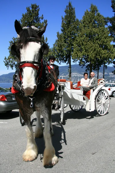 Horse Drawn Tours - Stanley Park, Канада — стоковое фото