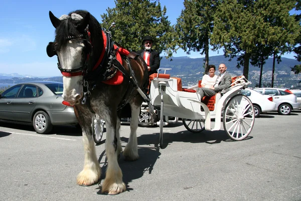 Horse Drawn Tours - Stanley Park, Canada — Stock Photo, Image