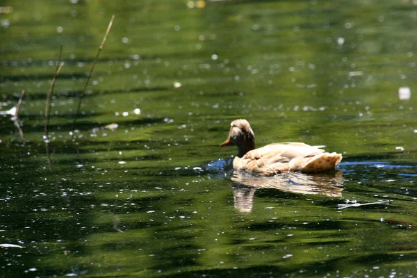 Kaczka - beacon hill park, victoria, bc, Kanada — Zdjęcie stockowe