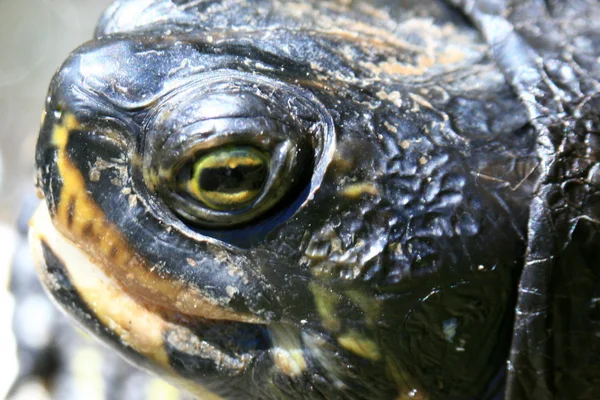 Terrapin - beacon hill park, victoria, bc, Kanada — Stockfoto