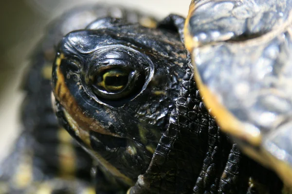 Terrapin - Beacon Hill Park, Victoria, BC, Canada — Stok Foto