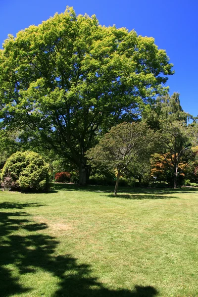 Beacon Hill Park, Victoria, Bc, Canada — Stockfoto