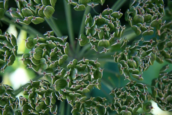Yeşil kaktüs - kıyı şeridi, victoria, bc, Kanada — Stok fotoğraf
