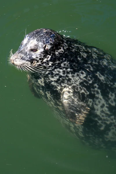 Selo no Fishermans Wharf, Victoria, BC, Canadá — Fotografia de Stock