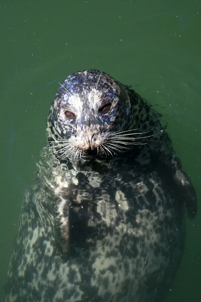 Seal at Fishermans Wharf, Victoria, BC, Canada — Stock Photo, Image