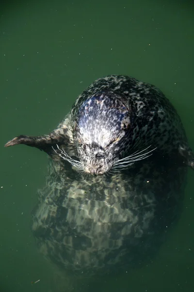 Zegel op Fisherman's wharf, victoria, bc, canada — Stockfoto