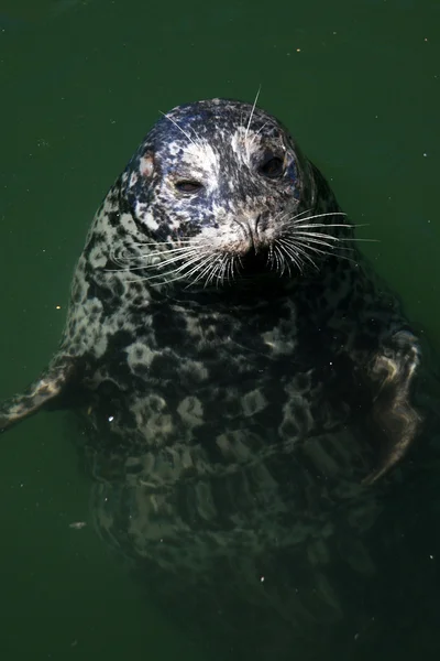 Těsnění v fishermans wharf, victoria, bc, Kanada — Stock fotografie