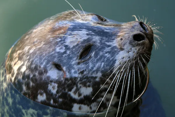 Seal at Fishermans Wharf, Victoria, BC, Canada — Stock Photo, Image