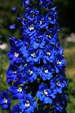 bahçeler, hatley Kalesi, victoria, bc, Kanada