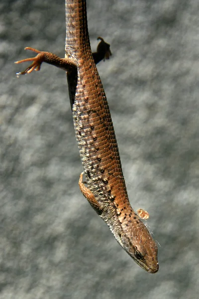 Lagarto em Fort Rodd Hill, Victoria, BC, Canadá — Fotografia de Stock