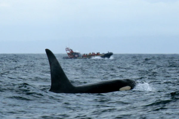 Orka Whale Watching, Victoria, Bc, Kanada — Stock Fotó