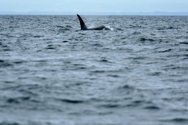 Orca φάλαινα παρακολουθούν, Βικτώρια, π.χ., τον Καναδά — Φωτογραφία Αρχείου