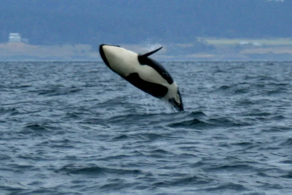 Avistamiento de Ballenas Orca, Victoria, BC, Canadá — Foto de Stock