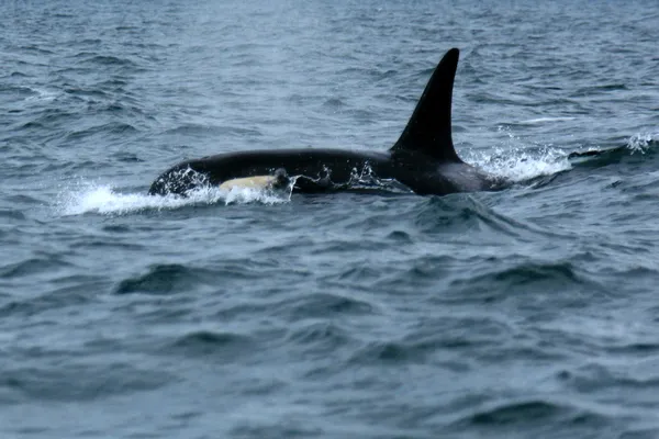 Baleines Orca, victoria, bc, canada — Photo