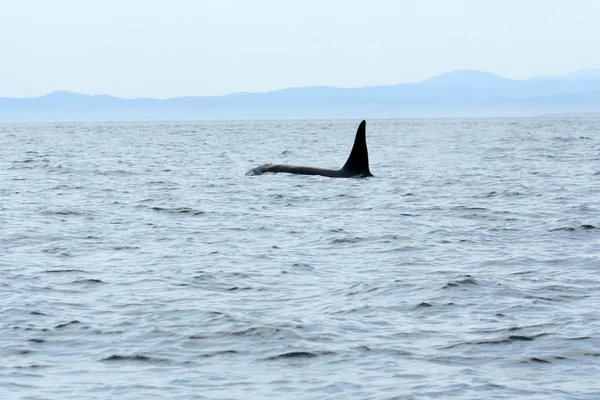 Orca walvis kijken, victoria, bc, canada — Stockfoto