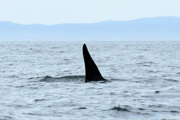 Orca φάλαινα παρακολουθούν, Βικτώρια, π.χ., τον Καναδά — Φωτογραφία Αρχείου