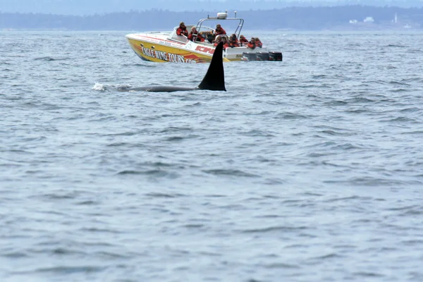 Baleines Orca, victoria, bc, canada — Photo