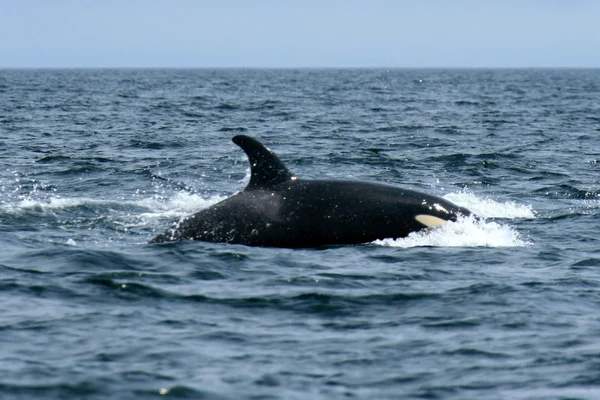 Orca Whale Watching, Victoria, BC, Canadá — Fotografia de Stock