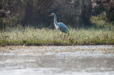 Nehirde chitwan np, nepal