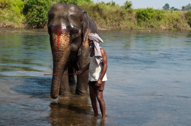 fil - chitwan np, nepal