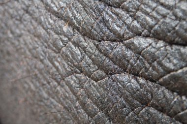 fil - chitwan np, nepal