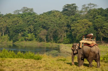 fil - chitwan np, nepal
