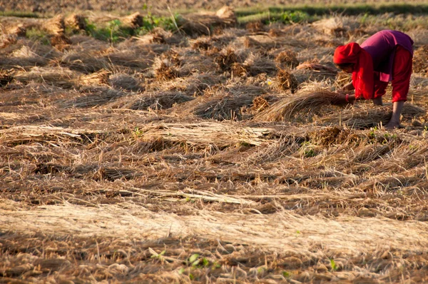 Farmland , Nepal — Stock Photo, Image