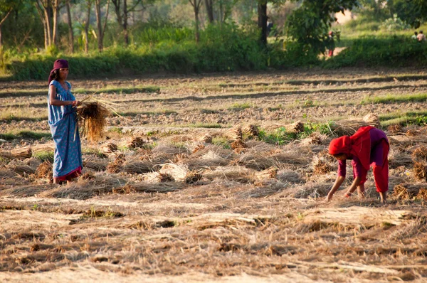 Terras agrícolas, Nepal — Fotografia de Stock