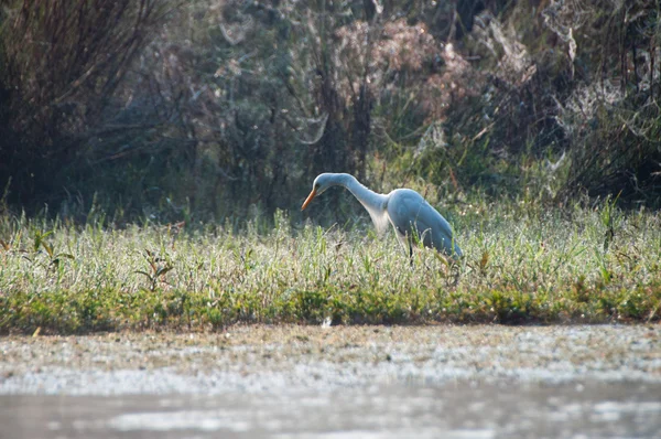 Rzeka w chitwan np, nepal — Zdjęcie stockowe