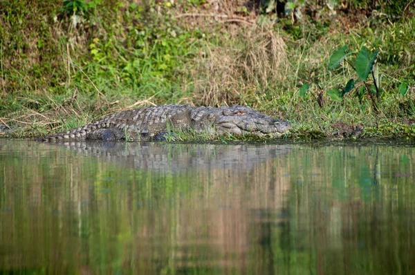 Mugga crocodille στο np Τσίτβαν, Νεπάλ — Φωτογραφία Αρχείου