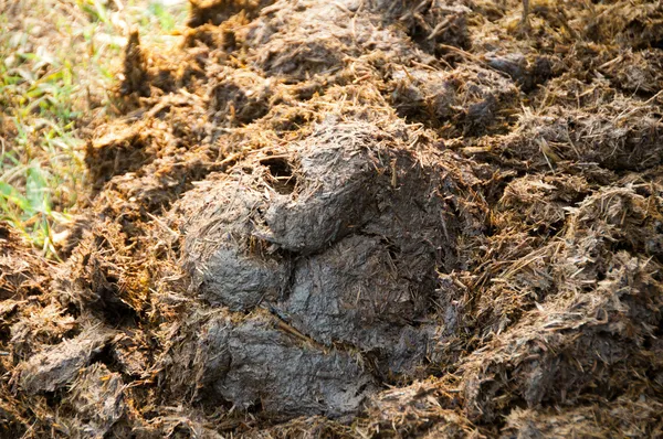 Rhino Poo em Chitwan NP, Nepal — Fotografia de Stock