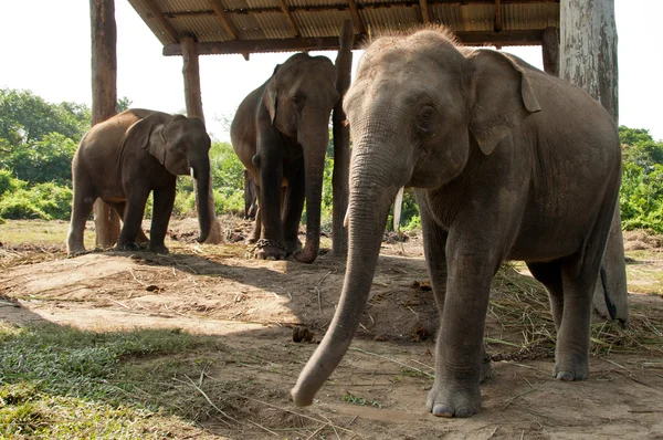 Pokój typu Twin słonie - chitwan np, nepal — Zdjęcie stockowe