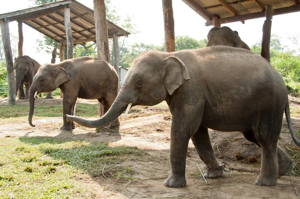 Twin Elephants - Chitwan NP , Nepal — Stock Photo, Image