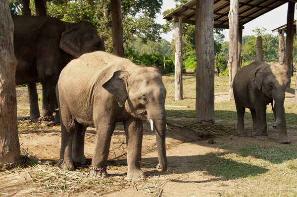 Zwillingselefanten - chitwan np, nepal — Stockfoto