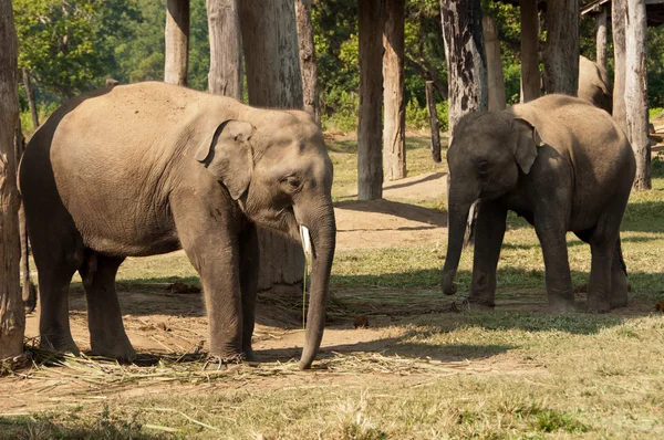 Twin Elephants - Chitwan NP , Nepal — Stock Photo, Image