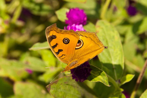 Chitwan NP , Nepal — Stock Photo, Image