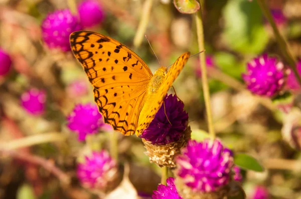 Chitwan NP , Nepal — Stock Photo, Image