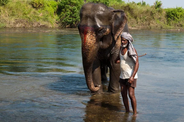 大象-奇旺 np、 尼泊尔 — 图库照片