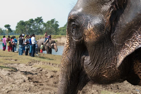 Elefante - Chitwan NP, Nepal — Fotografia de Stock