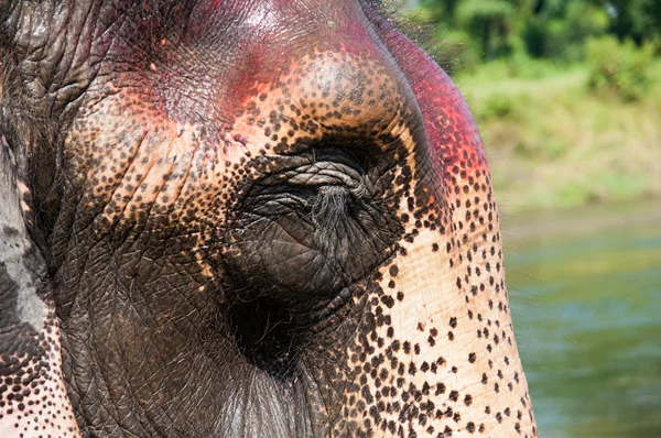 Słoń - chitwan np, nepal — Zdjęcie stockowe