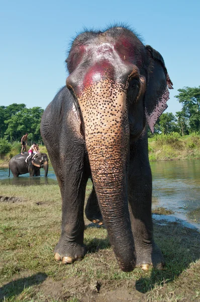 Слон - Chitwan NP, Непал — стоковое фото