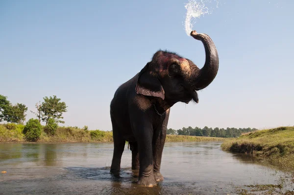 Słoń - chitwan np, nepal — Zdjęcie stockowe