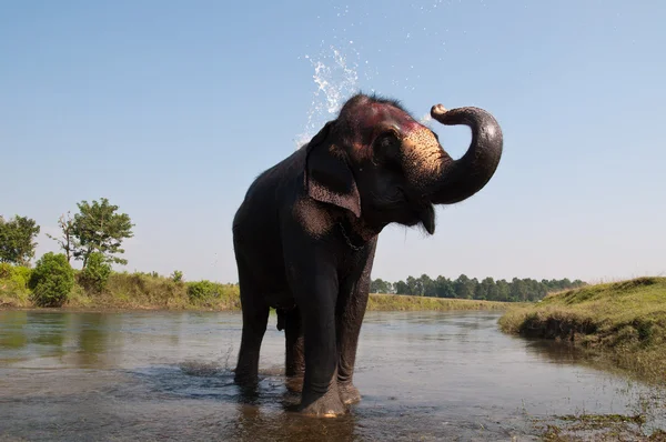 Слон - Chitwan NP, Непал — стоковое фото