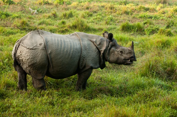 Indisk noshörning - chitwan np, nepal — Stockfoto