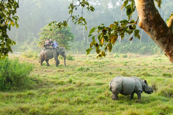 Nosorožec indický - chitwan np, Nepál — Stock fotografie