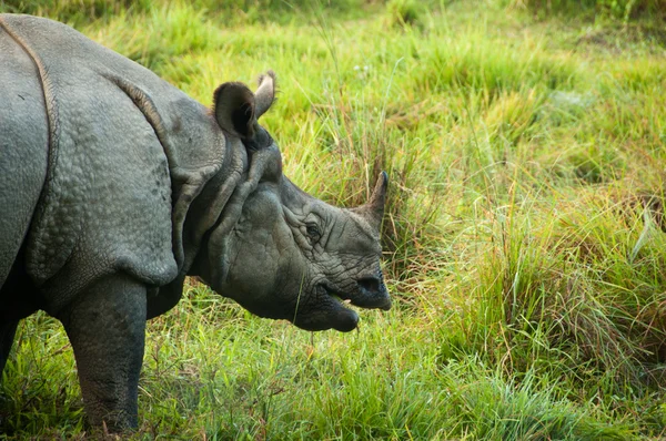 Nosorožec indický - chitwan np, Nepál — Stock fotografie