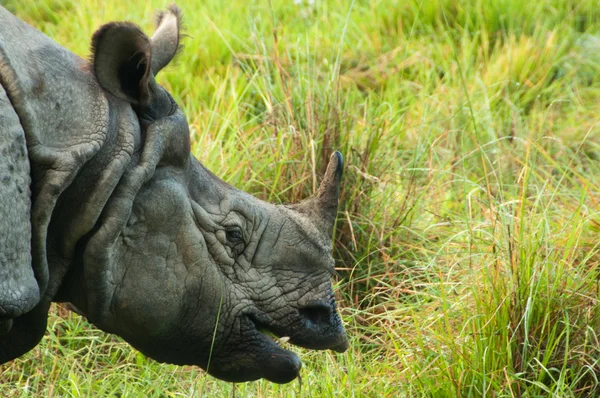Rinoceronte indiano - Chitwan NP, Nepal — Fotografia de Stock